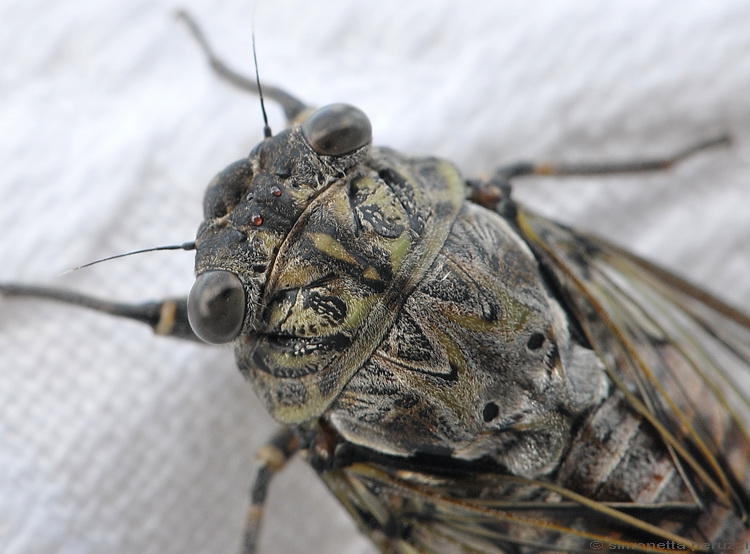 Cicada orni